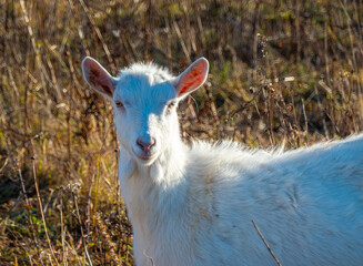 Obraz premium Goat eating withered grass, Livestock on a pasture. White goat. Cattle on a village farm. Cattle on a village farm.