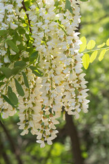 Outdoor spring blooming Sophora japonica flowers ，Sophora japonica Linn.