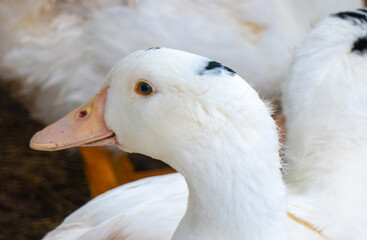 Flock of white domestic geese. Ranch duck Feeding
