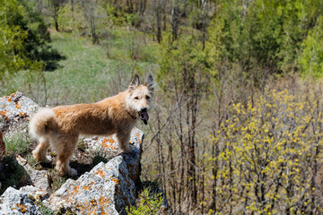 A dog stands on a cliff looking into the camera, a portrait of a red dog, a mongrel sticking out his tongue.