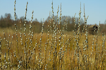 twigs with willow catkins in early spring © Monika