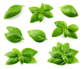 Basil isolated. Basil leaf flat lay on white background. Green basil leaves collection top view....
