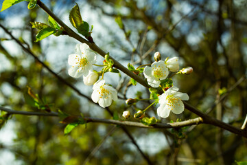 white flower of sour cherry
prunus cerasus
