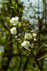 Sour cherry twig start flowering