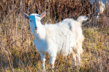 Goat eating withered grass, Livestock on a pasture. White goat. Cattle on a village farm. Cattle on a village farm.