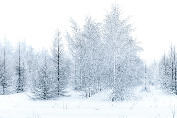 Obraz premium Calm winter forest morning, cold weather, travel into snowy woods