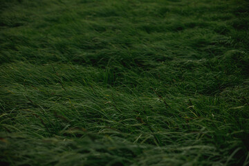 Green grass blur with light effects. Ecology or environment concept background or desktop wallpaper. 