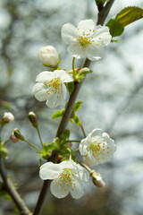 Naklejka na ściany i meble close up Sour cherry white petal flowers