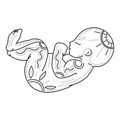 Vector  line art illustration of a newborn. Linear sleeping baby for creating greeting cards, postcard, invitations, banners, arrangement illustrations, books, covers.