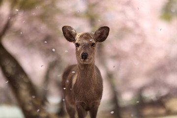 Deer under Sakura petals in Nara City