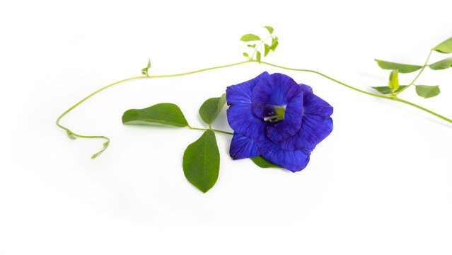 Butterfly pea flowers with green leaves isolated on white background.