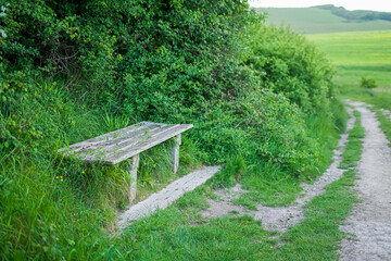 Lonely wooden bench in bright green grass. Bench in the garden. A bench in the forest. Bench in the field.