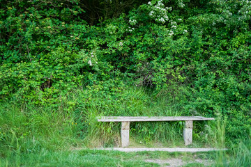 Lonely wooden bench in bright green grass. Bench in the garden. A bench in the forest. Bench in the field.