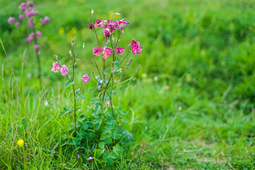 Beautiful pink lone flower in the field. White flower on a background of green grass.White flower in the sun.
