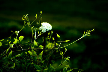 Beautiful white lone flower in the field. White flower on a background of green grass.White flower...