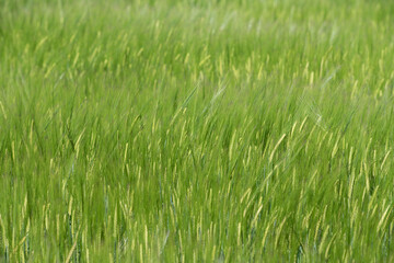 Background and texture of a grain field. The still unripe wheat grows in green colors close together.