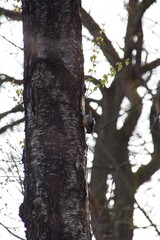 Obraz premium tree in the forest