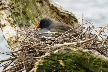 Brooding common moorhen on the nest. (Gallinula chloropus) Rallidae family.