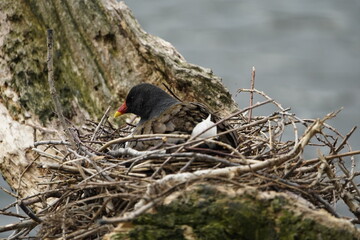 Brooding common moorhen on the nest. (Gallinula chloropus) Rallidae family.
