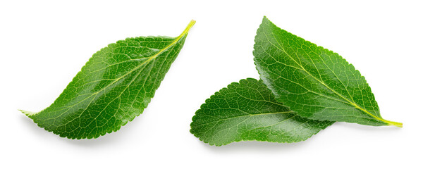 Plum leaf isolated. Plum leaves on white background top view. Green fruit leaves flat lay.  Full...