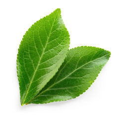 Fototapeta premium Plum leaf isolated. Plum&nbsp;leaves on white top view. Green fruit leaves flat lay. Full depth of field.