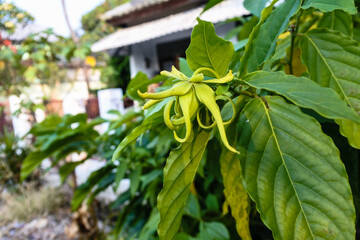 the unique yellowish flower of the Cananga odorata plant or commonly referred to as the macassar oiltree