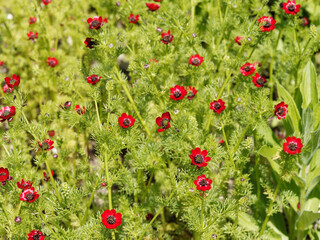 Adonis aestivalis - Summer pheasant's-eye. Flowers with bright red petals, spotted with black and numerous stamens with thick, purple-black anthers - obrazy, fototapety, plakaty