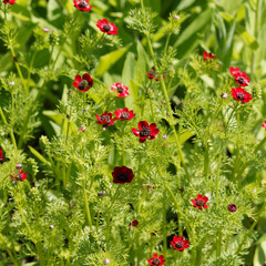 summer pheasant's-eye or Adonis aestivalis .Finely feathered leaves on fluted stems and attractive bright-red flowers, stamens with thick, purple-black anthers - obrazy, fototapety, plakaty