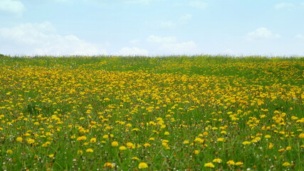 Wiese mit blühendem Löwenzahn