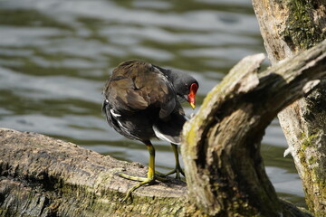 Common moorhen (Gallinula chloropus) Rallidae family. Hanover, Germany.