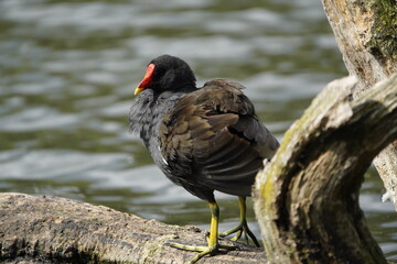 Common moorhen (Gallinula chloropus) Rallidae family. Hanover, Germany.