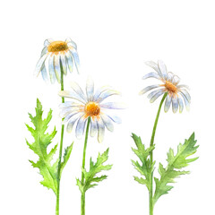 Chamomile white flowers and leaves, hand draw watercolor painting, realistic botanical illustration on white background