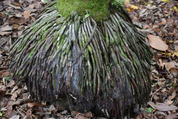 Exposed Palm Tree Roots, Extreme Close-up, Singapore