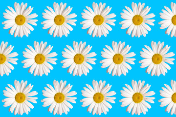 Fototapeta premium Isolated pattern of big chamomile flower with white petals and yellow heart on blue background. Flat lay. Top View from above. High quality photo. Floral design. Summer creative minimal concept
