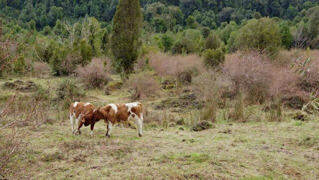 Handheld of two calves (Bos primigenius taurus) petting each other in Hornopiren National Park, Hualaihue, Chile