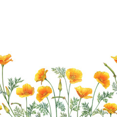 Seamless pattern, border, frame with golden Eschscholzia flower (California sunlight, desert gold poppy, Mojave poppy). Hand drawn watercolor painting illustration isolated on white background. - 506383799