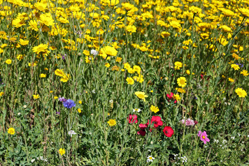 a field of yellow wild flowers