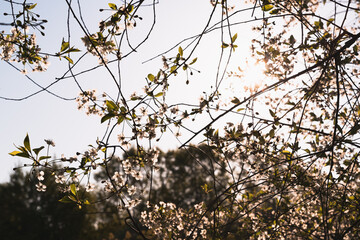 A pattern of intertwined branches of a cherry blossom tree in backlight. The rays of the sun break through the thickets against a clear blue sky. Small white five leaf flowers