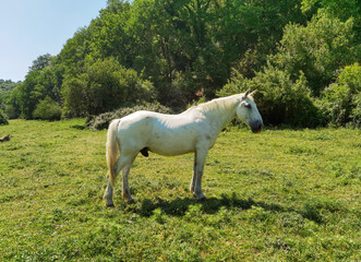 Obraz na płótnie Canvas Portrait of beautiful white stallion in the park of Veio, Lazio
