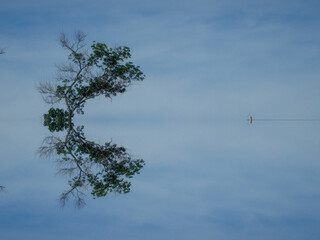 reflection of trees in water 