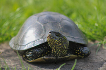 A small turtle basking in the summer sun