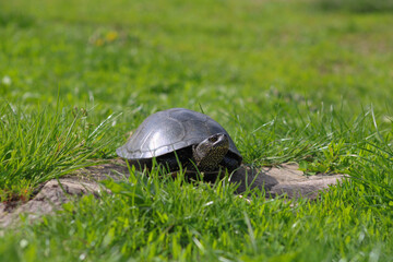 A turtle on a walnut stump basking in the summer sun