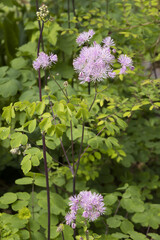 Thalictrum aquilegiifolium