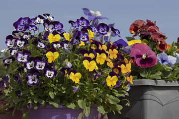 Viola cornuta	et pensées dans une jardinière