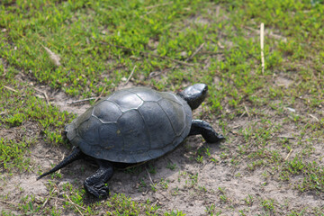A freshwater turtle tries to escape along a dirt road