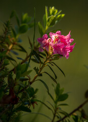 Rhododendron flower in the mountains