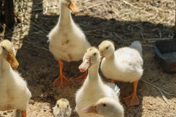 Young ducklings in their natural environment
