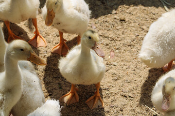 A young yellow duck looks at the camera