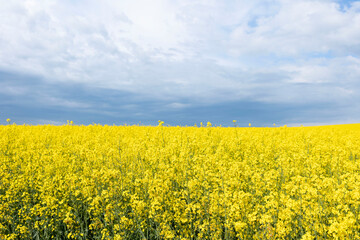 Obraz premium field of flowers like Ukraine flag