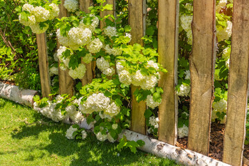 Fototapeta na wymiar Birch fence with Hydrangea flowers